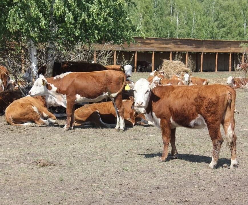 В Курганской области активно развивается агробизнес