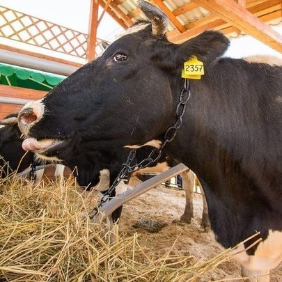 Эффективные технологии стоят на страже жизни и здоровья домашних животных